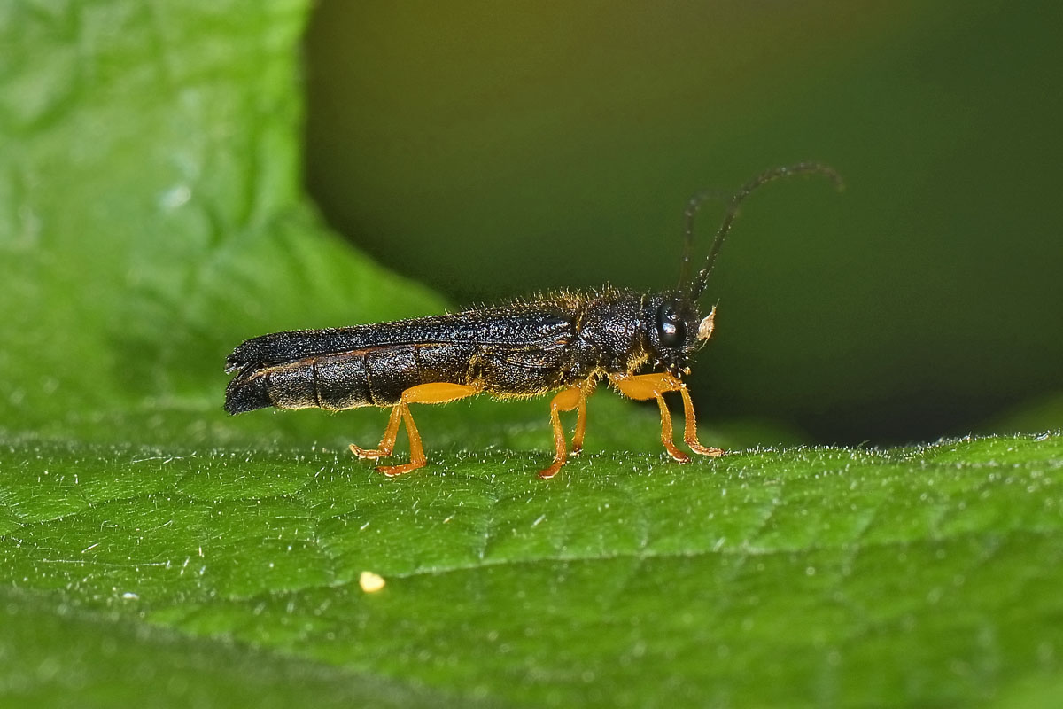 Oberea linearis, Cerambycidae
